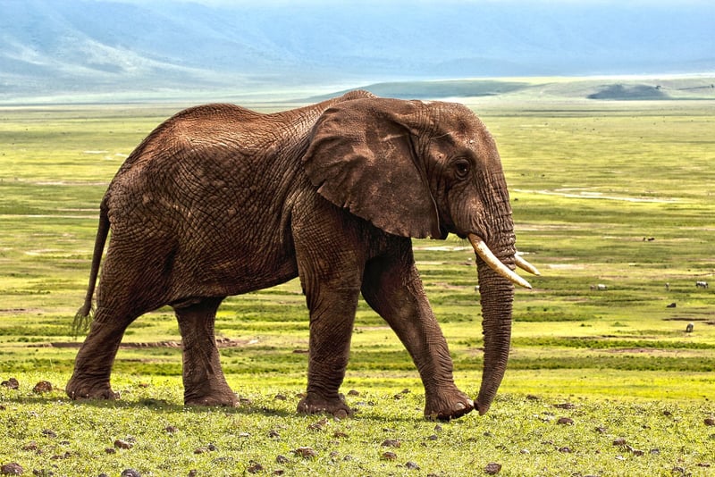 Elephant in the wild