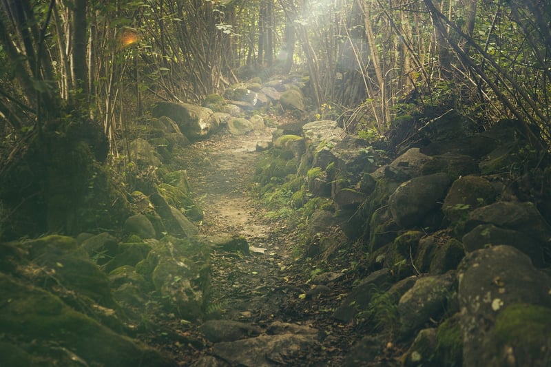 Forest Trail